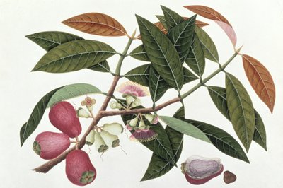 Jamboo Telore mera oder Eugenia Malacceusis, aus Zeichnungen von Pflanzen aus Malakka, ca. 1805-18 von Chinese School